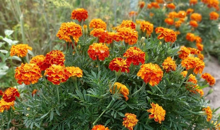 Цветы вместо пестицидов: как фермер из Сумской области реализует немецкий опыт