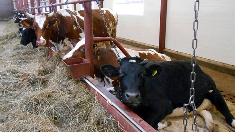 Один маленький шаг для фермера, один большой шаг для отрасли: как ферментация позволяет безопасно и выгодно утилизировать отходы животноводства