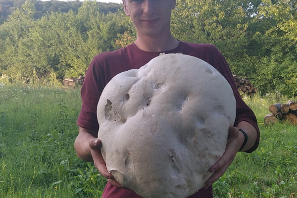 На Бережанщине местные жители обнаружили гигантский гриб весом почти 6 кг