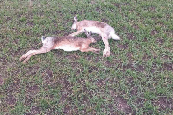 На поле в Чертковском районе обнаружили мертвых зайцев: что произошло
