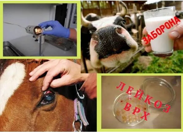 В Ровенской области существует угроза массового распространения лейкоза крупного рогатого скота