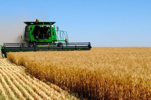На Тернопольщине жатва: собрали уже 250 тысяч тонн зерна