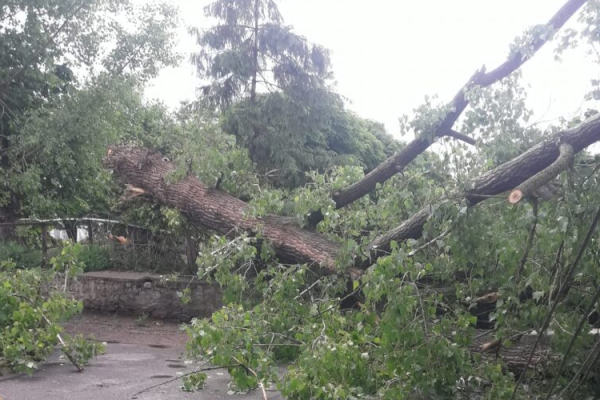 Непогода на Тернопольщине наделала бедствия: ураган повалил большое дерево (Видео)