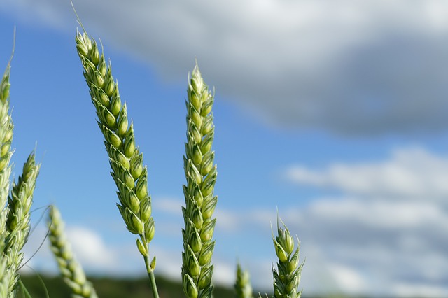 Новый сорт озимой пшеницы компании ДСВ установил мировой рекорд