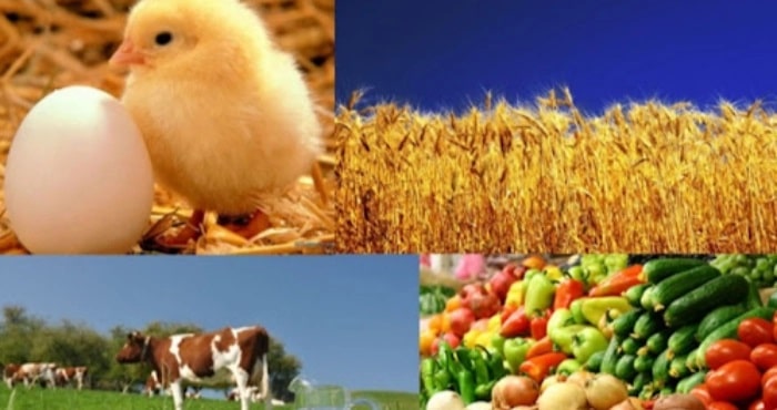 Объем сельскохозяйственного производства увеличился только в одном регионе Украины