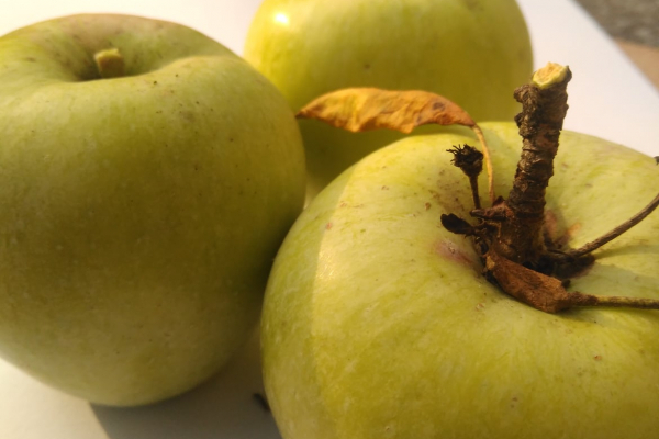 Один из древнейших украинских сортов яблок в Теребовле, что на Тернополье