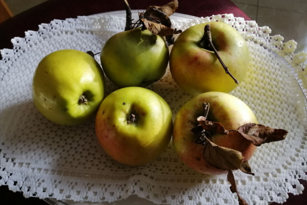 Один из древнейших украинских сортов яблок в Теребовле, что на Тернополье