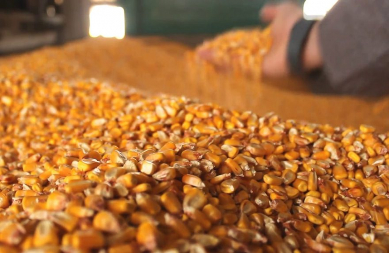 Особенности сушки зерна кукурузы