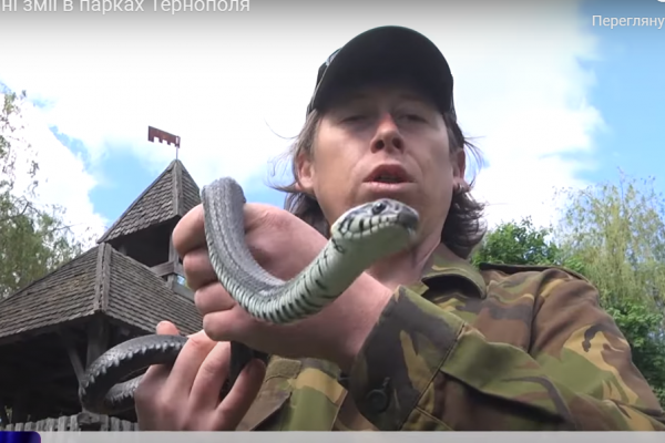 Отравленные или нет: в Тернополе в парках люди начали замечать змей (Видео)