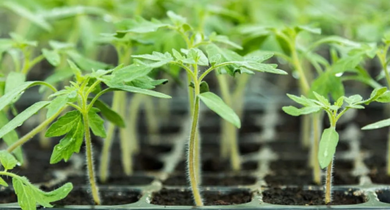 Помидоры на зиму: простой прием, дающий фору всем яровым культурам