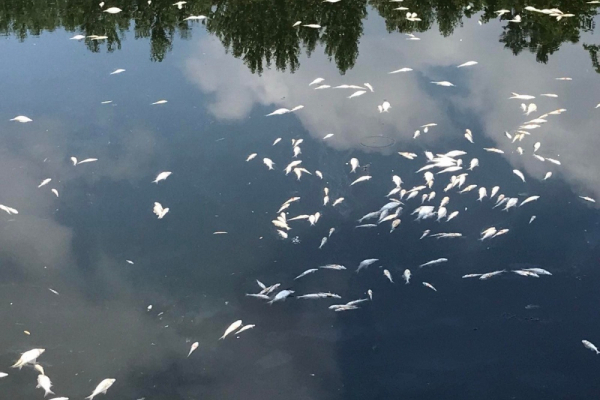 Сообщили, почему погибла рыба в Тернопольском пруду
