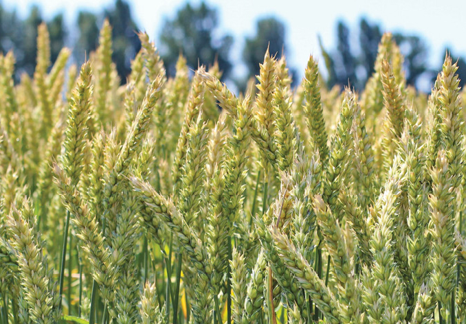 Пшеница оврага: мероприятия по обработке почвы и система удобрения