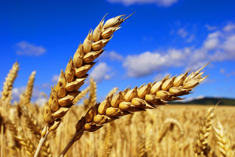 Пшеница оврага: мероприятия по обработке почвы и система удобрения