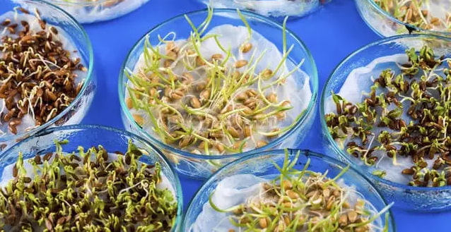 «Пустушка» или урожай? 3 простых способа проверить качество (сходство) семян в домашних условиях