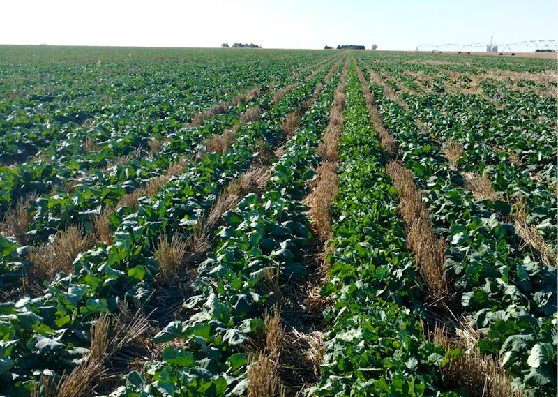 Рапс с умеренным бюджетом