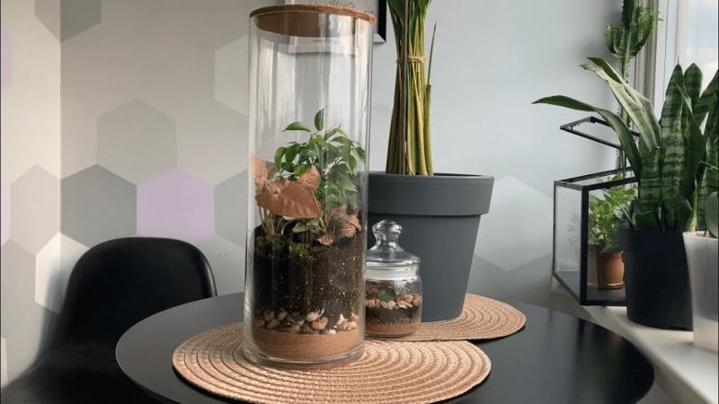 Садовник рассказал, что делать зимой: выращивание растений в банках