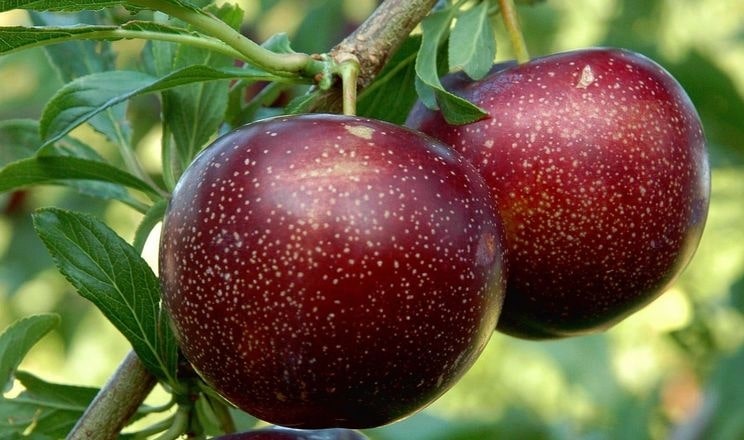 Садовник рассказал, почему диплоидная слива в 4 раза лучше огурца