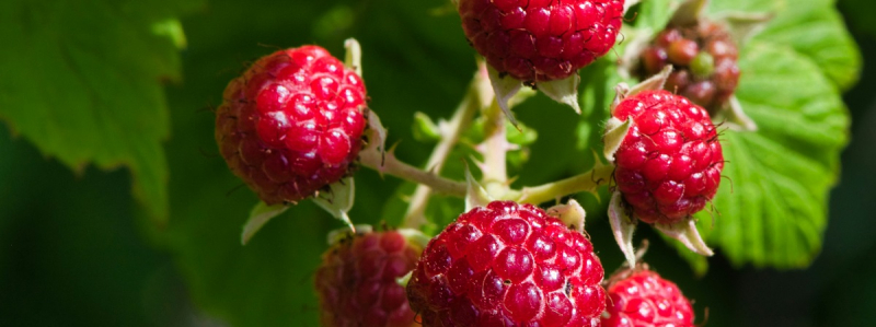 Садовник рассказал, как и зачем гнуть малину на зиму