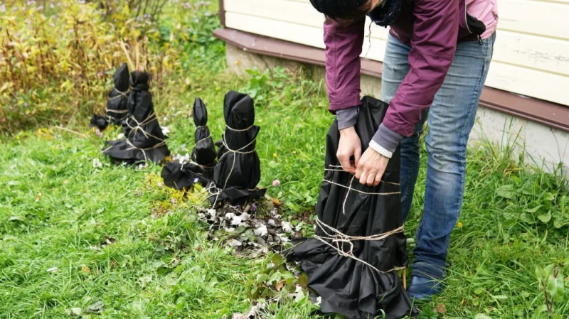 Садовник рассказал, какие распространенные ошибки могут убить растения зимой