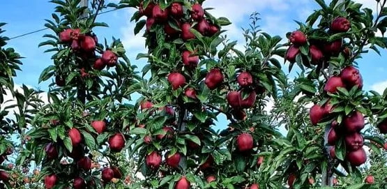 Украинские садоводы собрали рекордный урожай яблок — 100 тонн с гектара