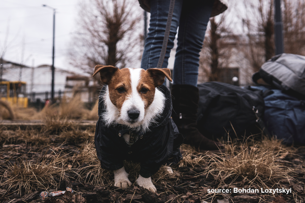 Save Pets of Ukraine: стартовала инициатива по помощи четырехлапым во время войны