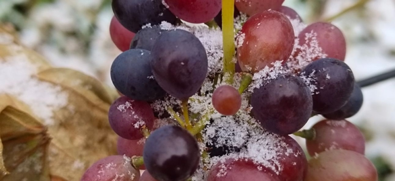 Дедушкин секрет: Садовник раскрыл уникальную схему для укрытия винограда, чтобы виноград не был «голым» в 2026 году» /></p>
<p><strong>Опытный садовод рассказал, каким материалом лучше всего будет укрыть лозу на зиму. Воздух не застаивается, мороз не обжигает, грызуны не пролезают – идеальное решение.</strong></p>
<p>Когда все растения готовятся к зиме, владельцы участков задумываются о том, как помочь им перенести морозы. Вам необходимо ухаживать за цветами, кустами клубники и ягодными кустарниками. Но почему-то многие дачники забывают о винограде, говоря: он переживет морозы сам, ничего с ним не случится. Эта культура хоть и вынослива, но сильные морозы не очень любит. Садовод рассказал, какой способ укрытия винограда эффективен и бюджетен.</p><!-- adman_adcode (middle, 1) --><script async src=