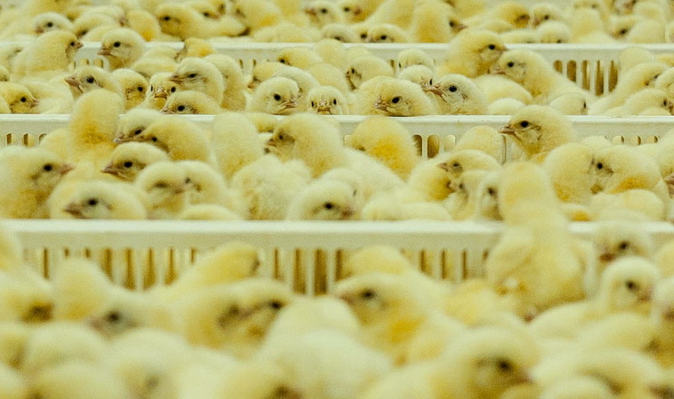 Секреты продуктивности: на что обратить внимание в первые семь дней жизни курицы