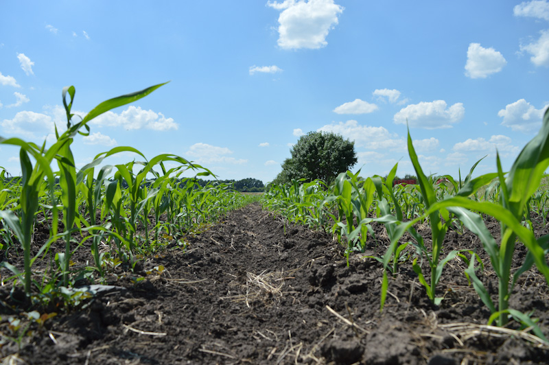 Что следует учесть для успешного защиты кукурузы от сорняков