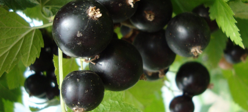 Что делать с кустами смородины, смородины и крыжовнику в следующем сезоне будет обильный урожай