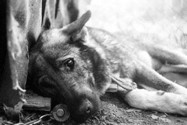 Собаку нашли непритом Теребовлянщины жестоко обращалась с животным