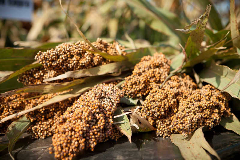 Сорго — надежная альтернатива зерновым культурам в условиях Степи