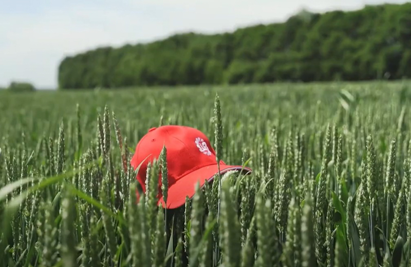 Сорт озимой пшеницы Фриски стал эталоном производительности и стабильности