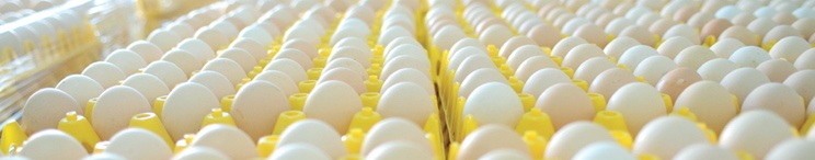 Стало известно, чем отличаются цены на яйца в Украине, Италии, Венгрии и Польше