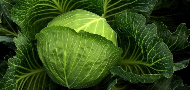 Стало известно, что будет с ценами на капусту в Украине зимой