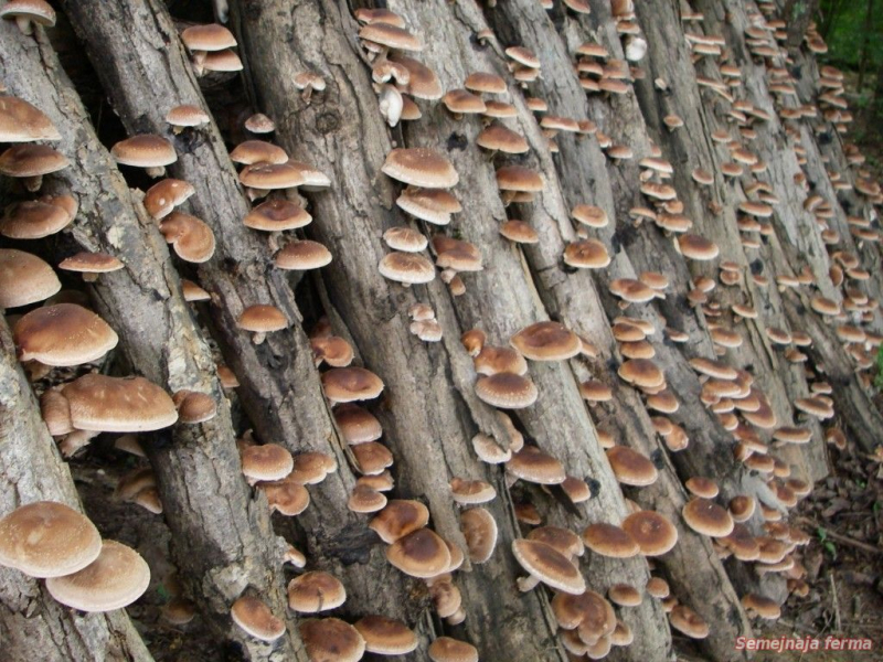 Топ - 3 гриба для грибного бизнеса