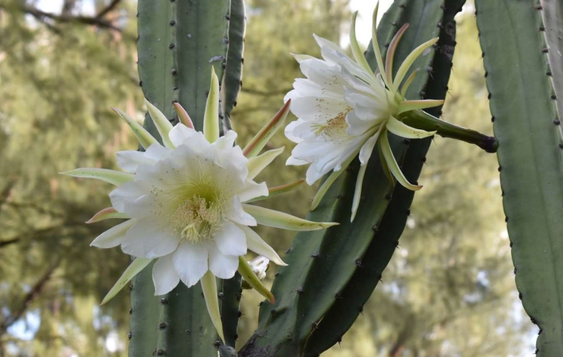 ТОП 7 самых красивых цветов мира для сада