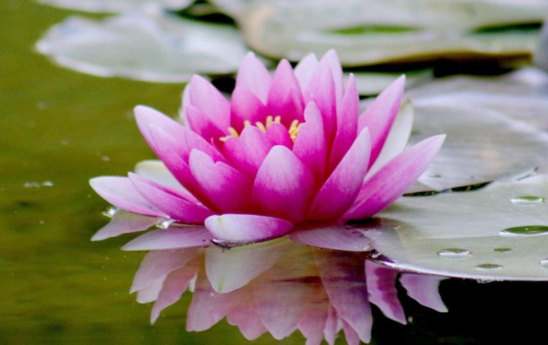 ТОП-7 самых красивых цветов мира для сада