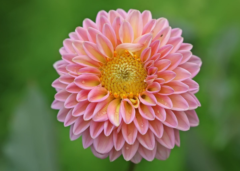 ТОП-7 самых красивых цветов в мире для сада