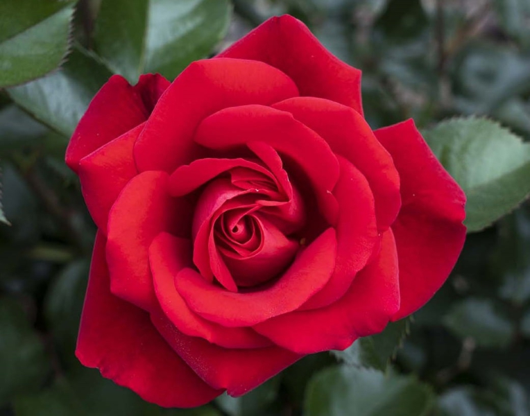 ТОП 7 самых красивых цветов в мире для сада