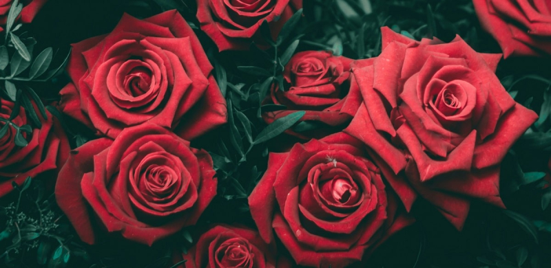 ТОП-7 самых красивых цветов в мире для сада