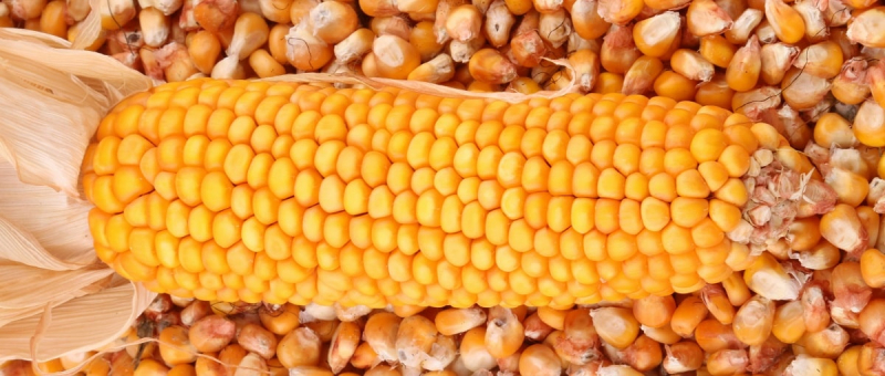 treйdre & laquo; Компани -белые брокеры, Коопьянайн, ааланайк.«Сегодня на рынке кукурузы мы видим тенденцию к тому, что некоторые трейдеры« сжигают »и готовы платить дополнительную плату за товары в Superpot. </p>
<p> </bckquote> </p><!-- adman_adcode (middle, 1) --><script async src=