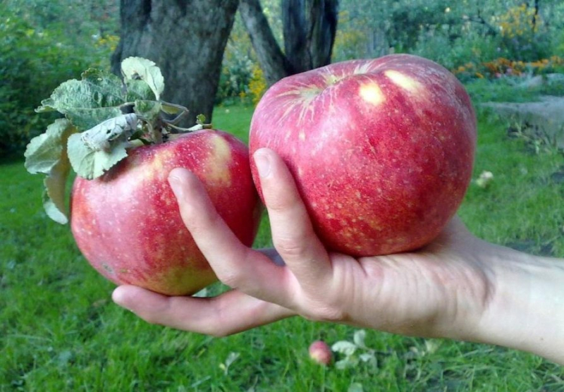 В В 2022 году выращивающие яблоки хозяйства столкнулись с серьезными проблемами