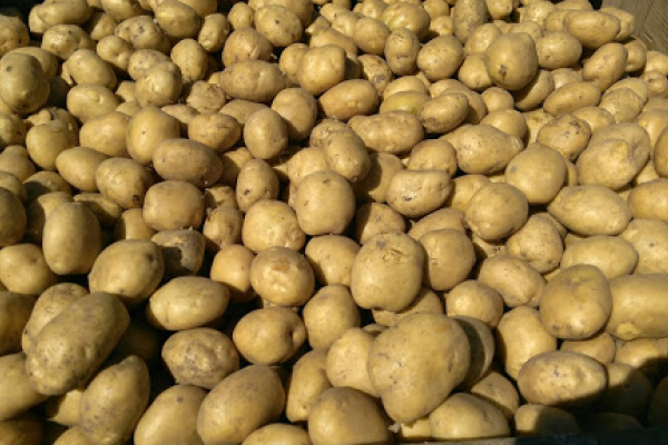 В Бережанском обществе людям бесплатно раздают картофель для рассады