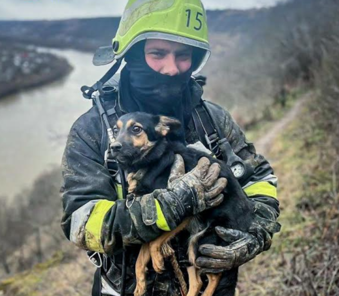 В Днестровском каньоне спасали собаку , упавший в ущелье