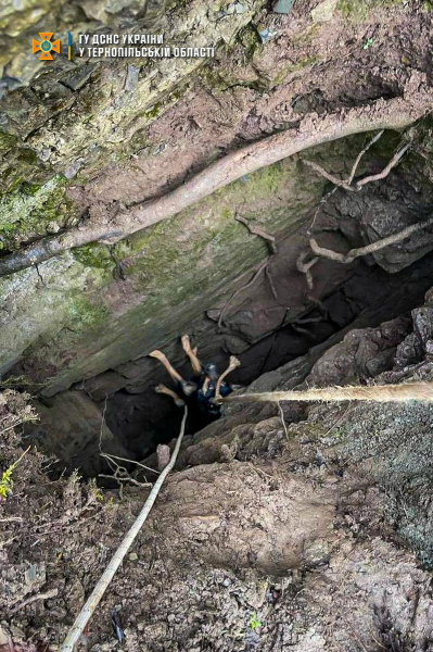 В Днестровском каньоне спасали собаку, которая упала в ущелье