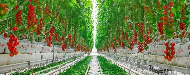 В Нидерландах в 2025 году резко увеличились площади под тепличными овощами