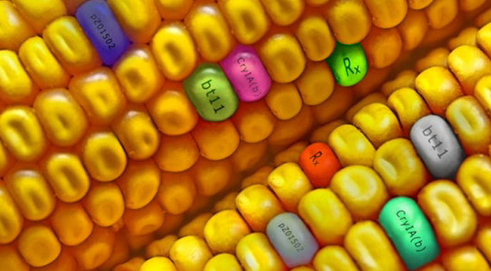 В США около 90% кукурузы, хлопка и соевых бобов засевают ГМ-семенами