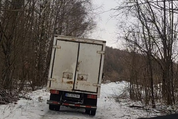 В Тернополе на Львовской трассе срезали и вывезли 75 здоровых деревьев (ФОТО, ВИДЕО)