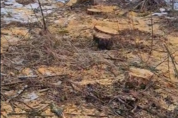 В Тернополе на Львовской трассе срезали и вывезли 75 здоровых деревьев (ФОТО, ВИДЕО)