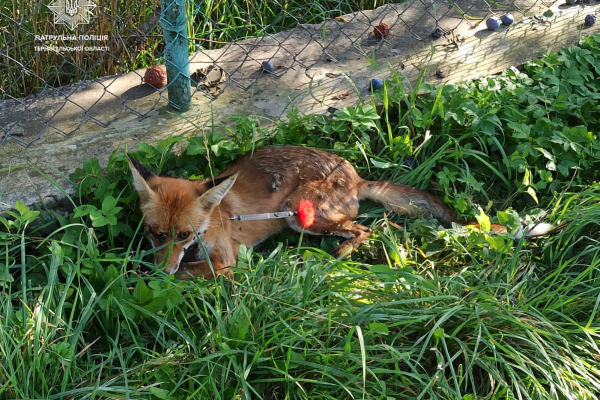 В Тернополе патрульные и зоозащитники спасли лиса